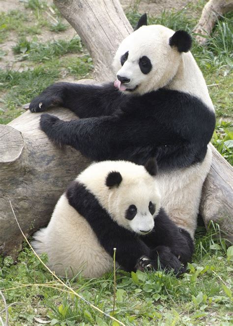 National Zoo’s Upgraded Panda Cams Go Online at。